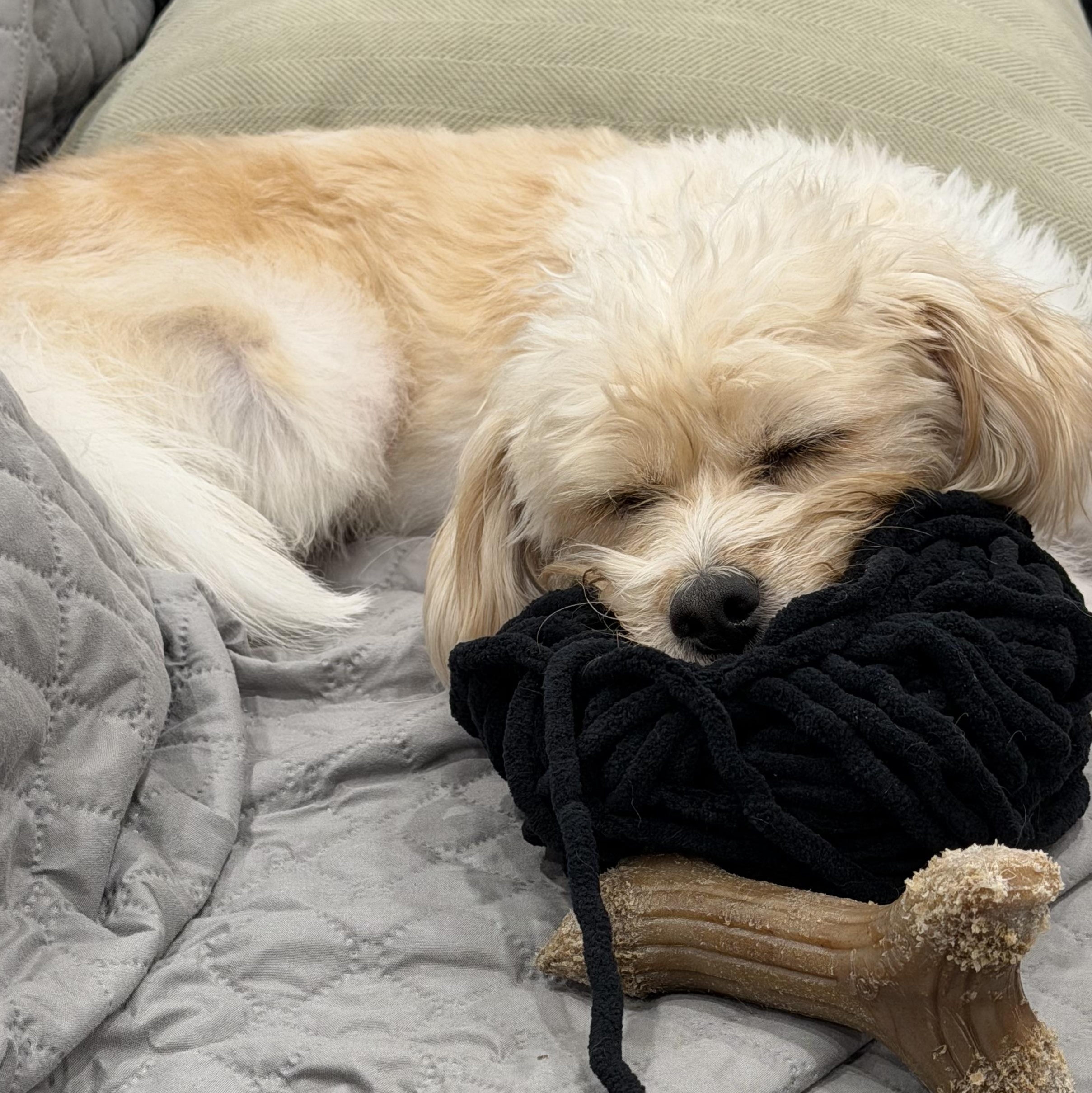 Enlarge October, a Adoptable mixed breed in Scarborough, ON image 4/6