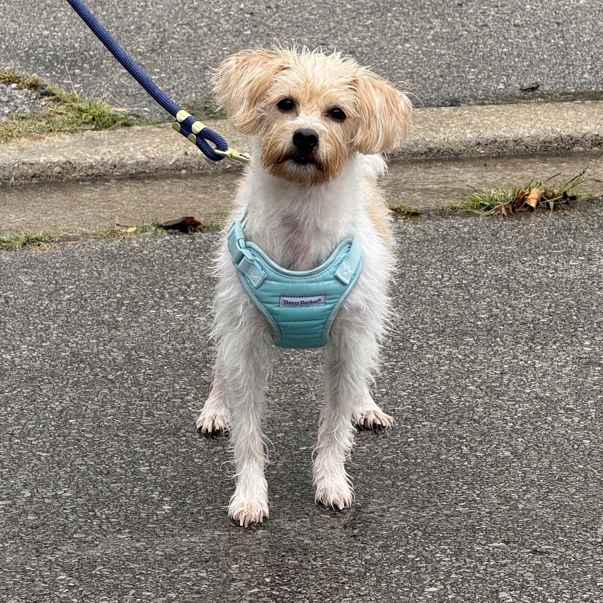 Enlarge October, a Adoptable mixed breed in Scarborough, ON image 4/6