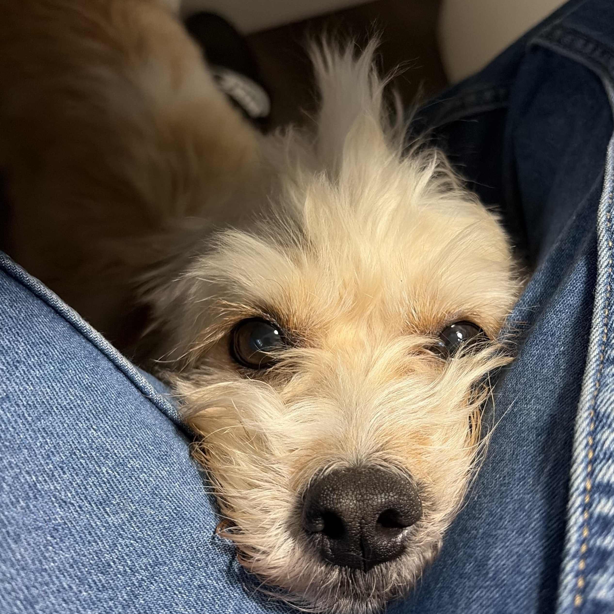 Enlarge October, a Adoptable mixed breed in Scarborough, ON image 5/6