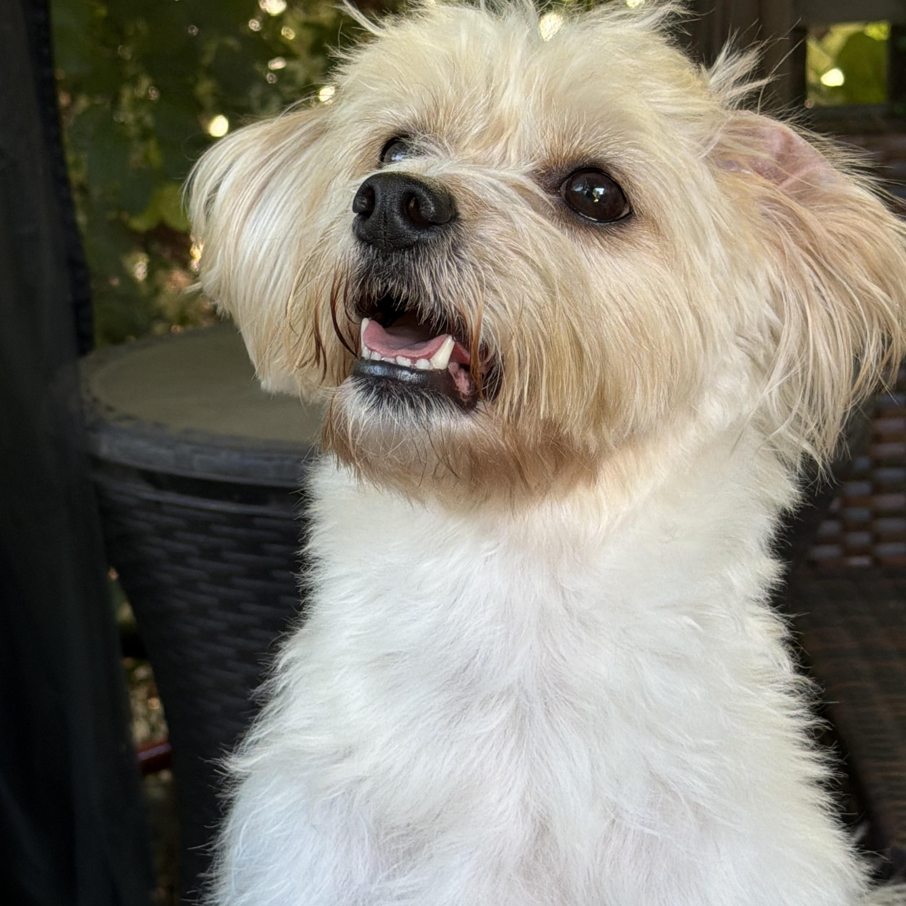 Enlarge October, a Adoptable mixed breed in Scarborough, ON image 3/6