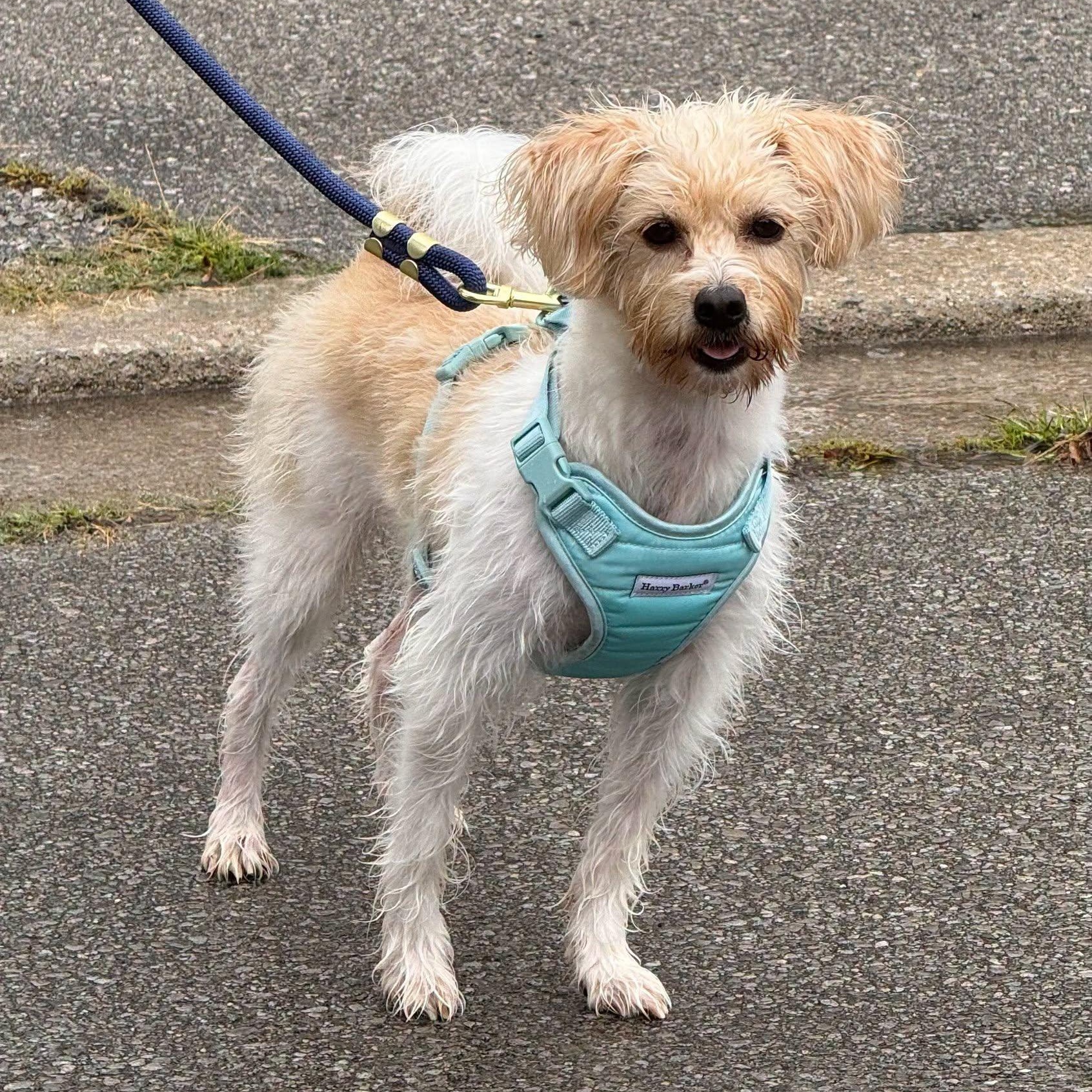 Enlarge October, a Adoptable mixed breed in Scarborough, ON image 2/6