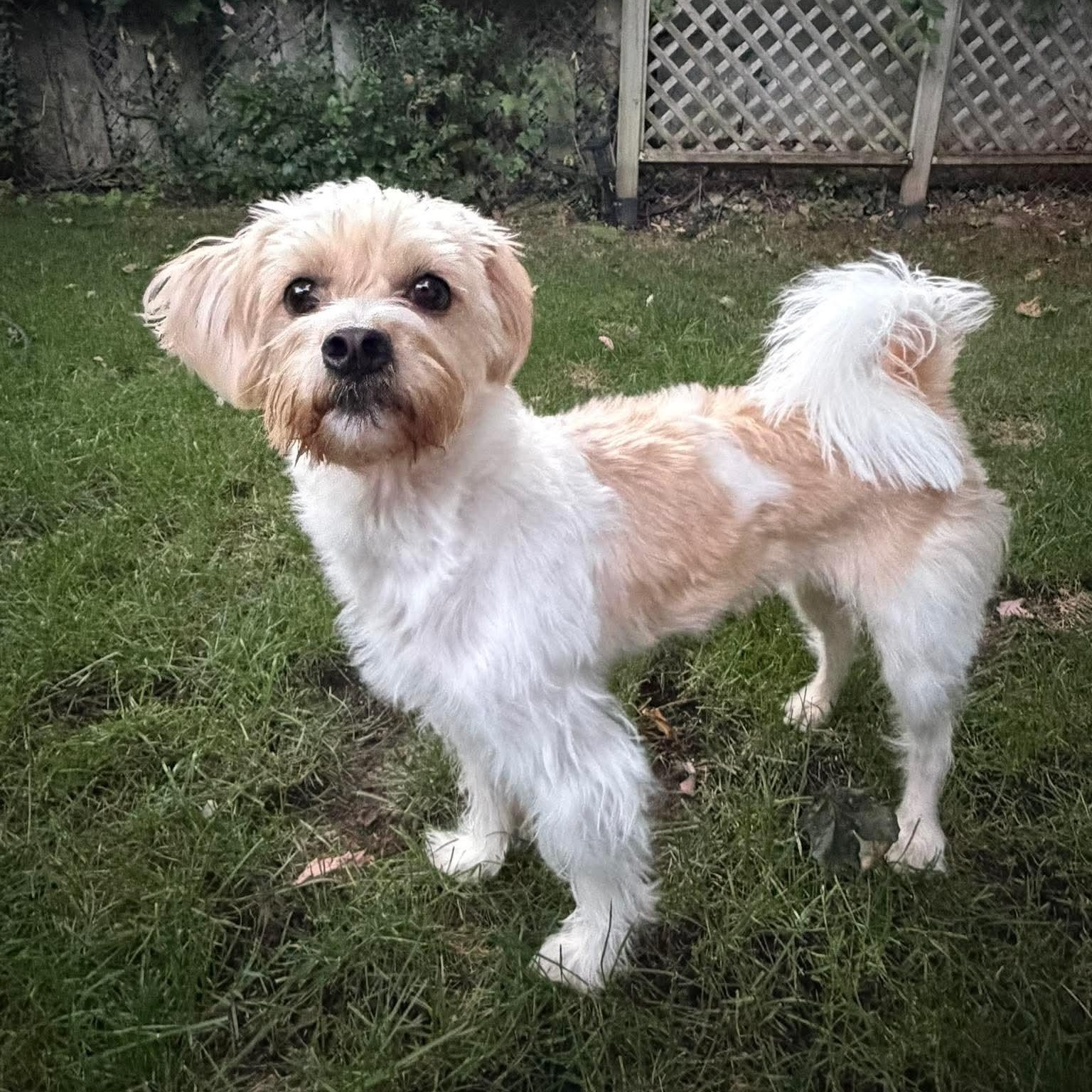 October, Adoptable, Young Male Bichon Frise.