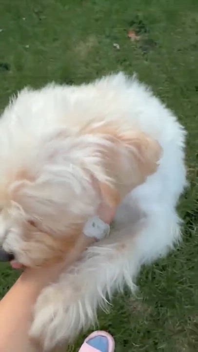 Enlarge October, a Adoptable mixed breed in Scarborough, ON video 6/6