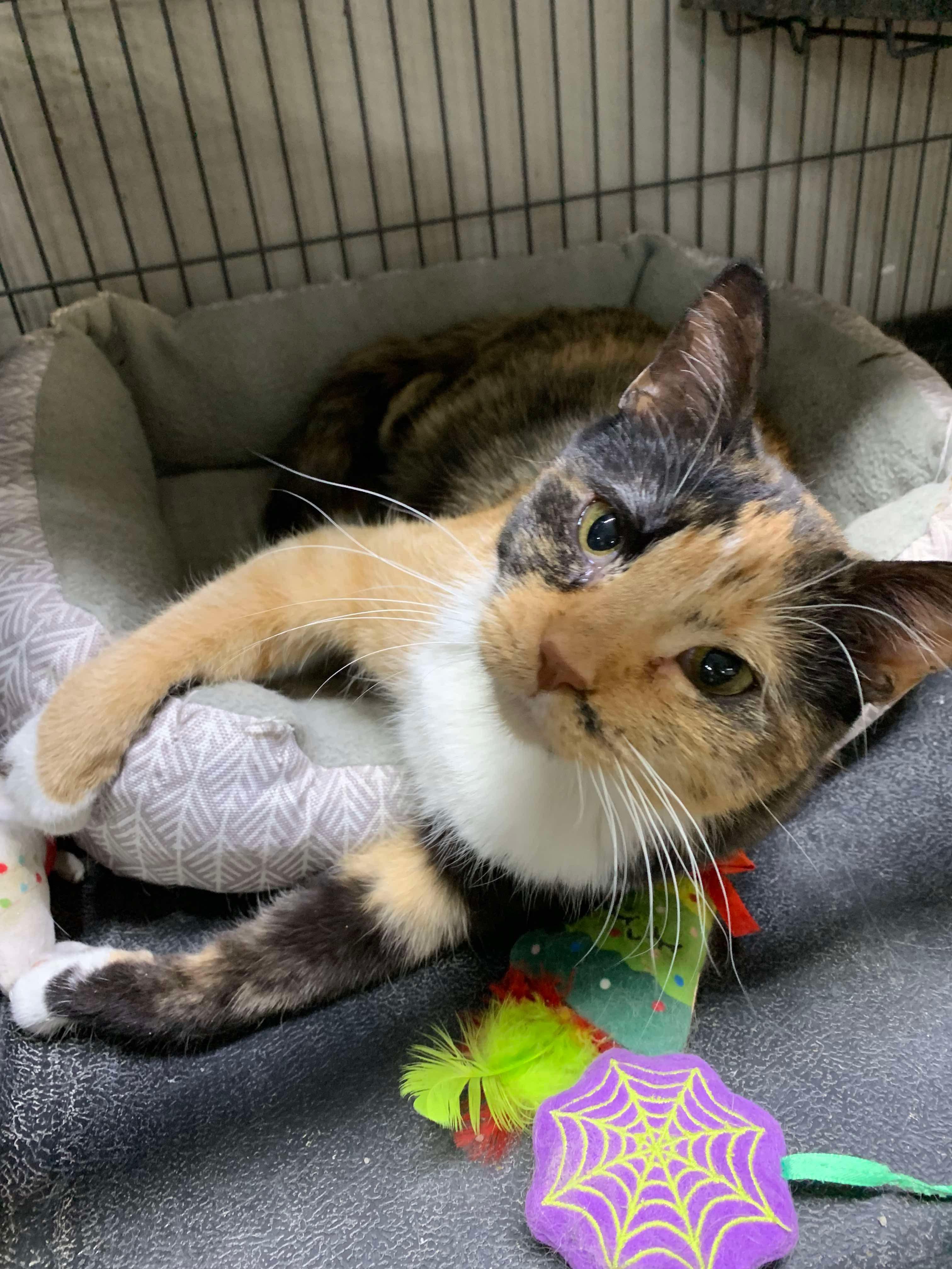 Mrs. Pickles, a Adoptable Domestic Short Hair in Independence, IA image 1/3