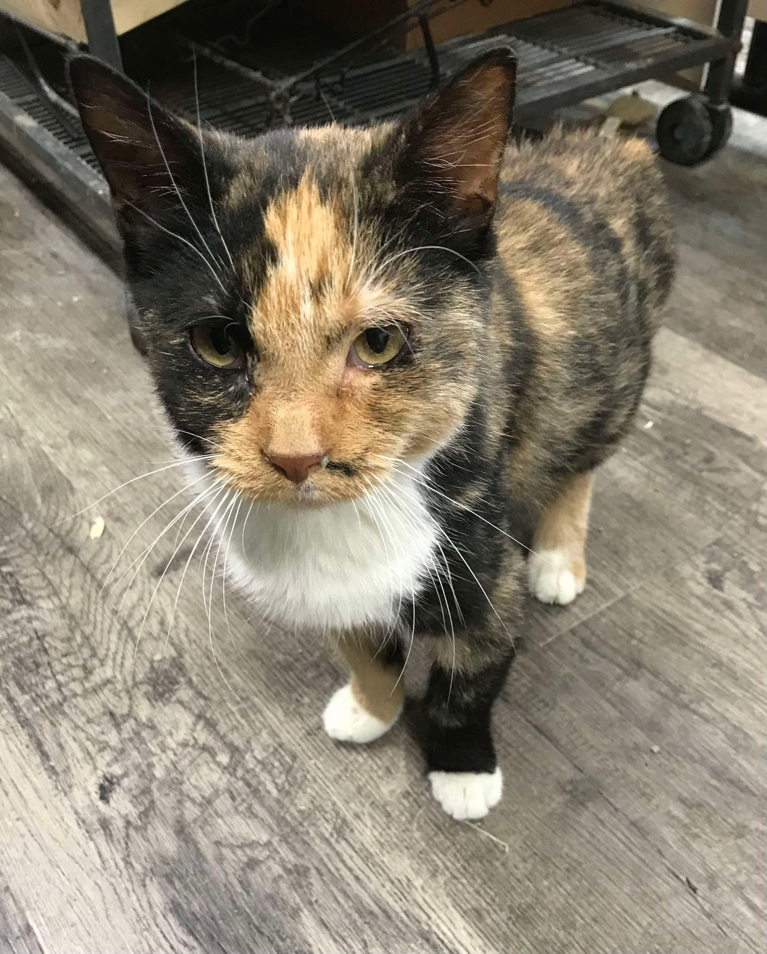 Mrs. Pickles, a Adoptable Domestic Short Hair in Independence, IA image 2/3