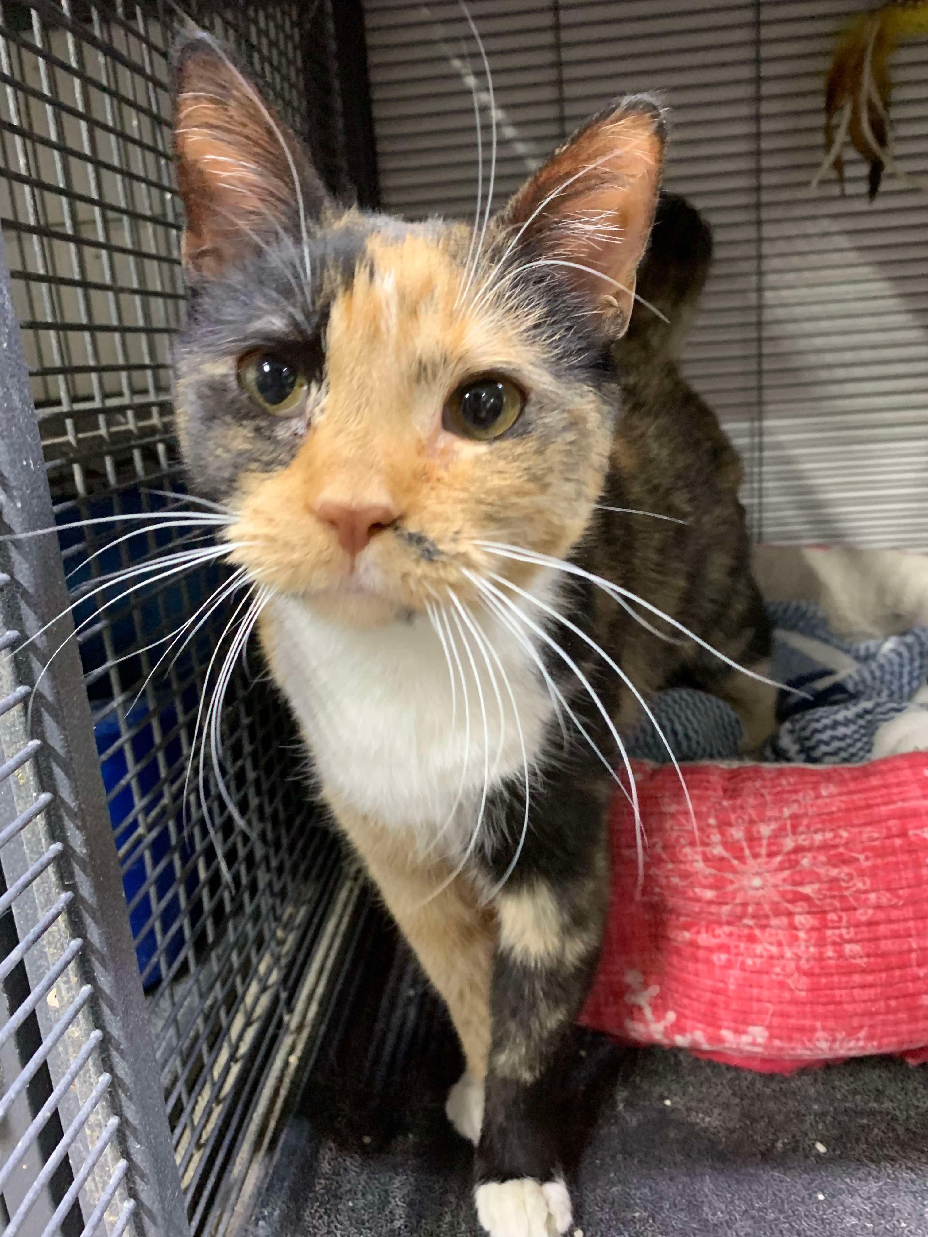 Mrs. Pickles, a Adoptable Domestic Short Hair in Independence, IA image 3/3