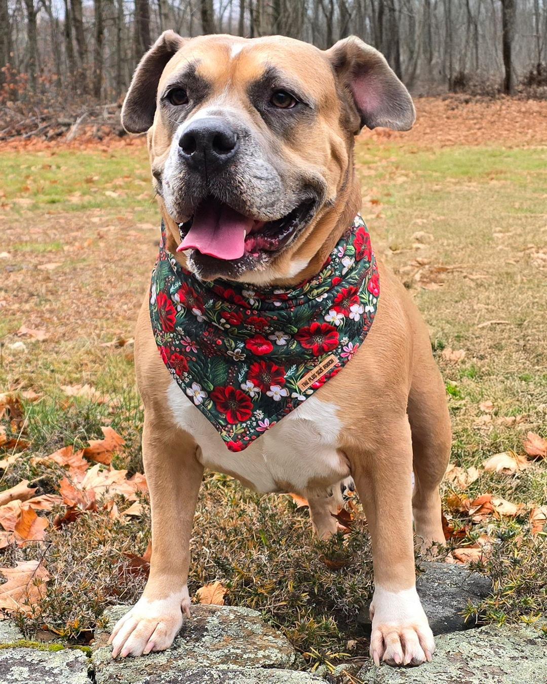 Enlarge Dixie, a Adoptable mixed breed in Westminster, MA image 1/3