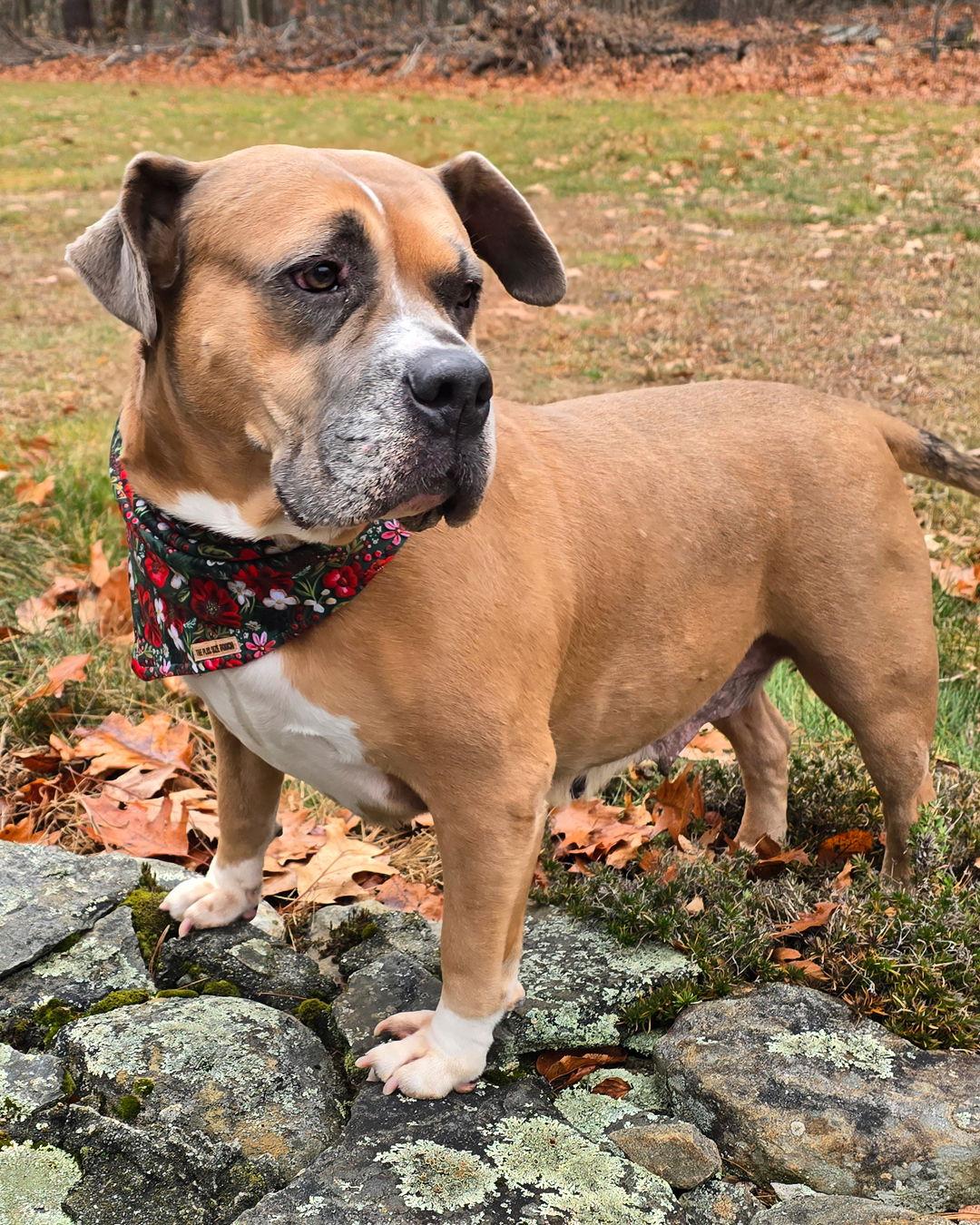 Enlarge Dixie, a Adoptable mixed breed in Westminster, MA image 2/3