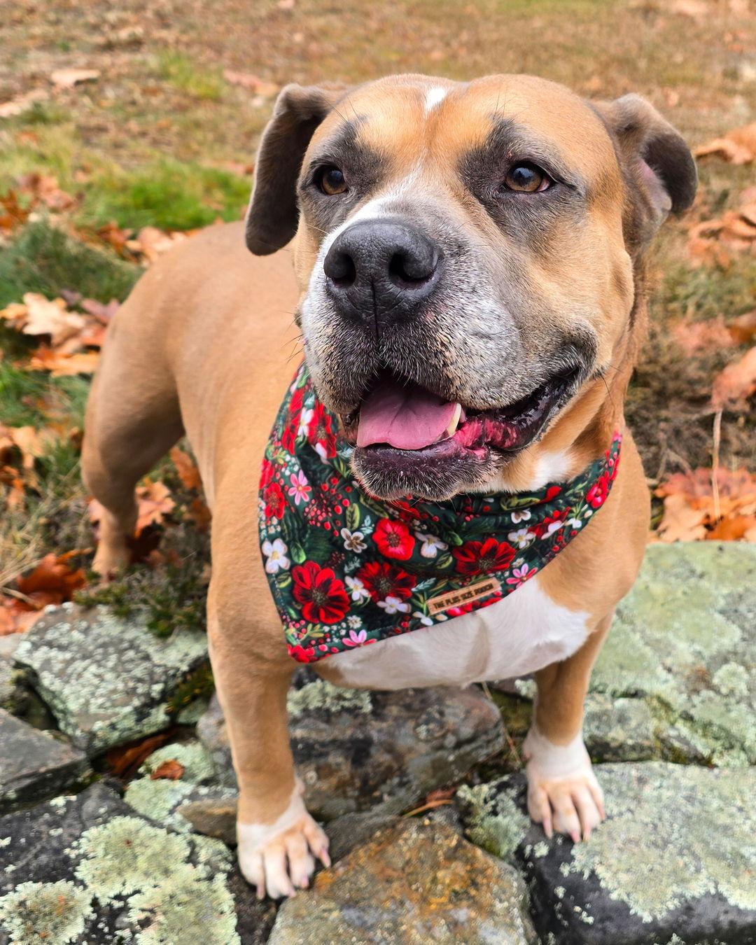 Enlarge Dixie, a Adoptable mixed breed in Westminster, MA image 3/3