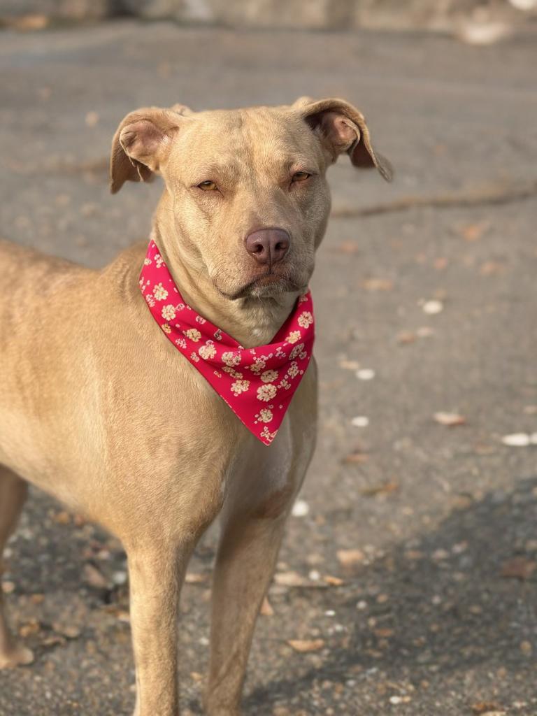Enlarge Jasmine, a Adoptable mixed breed in Twin Falls, ID image 1/5