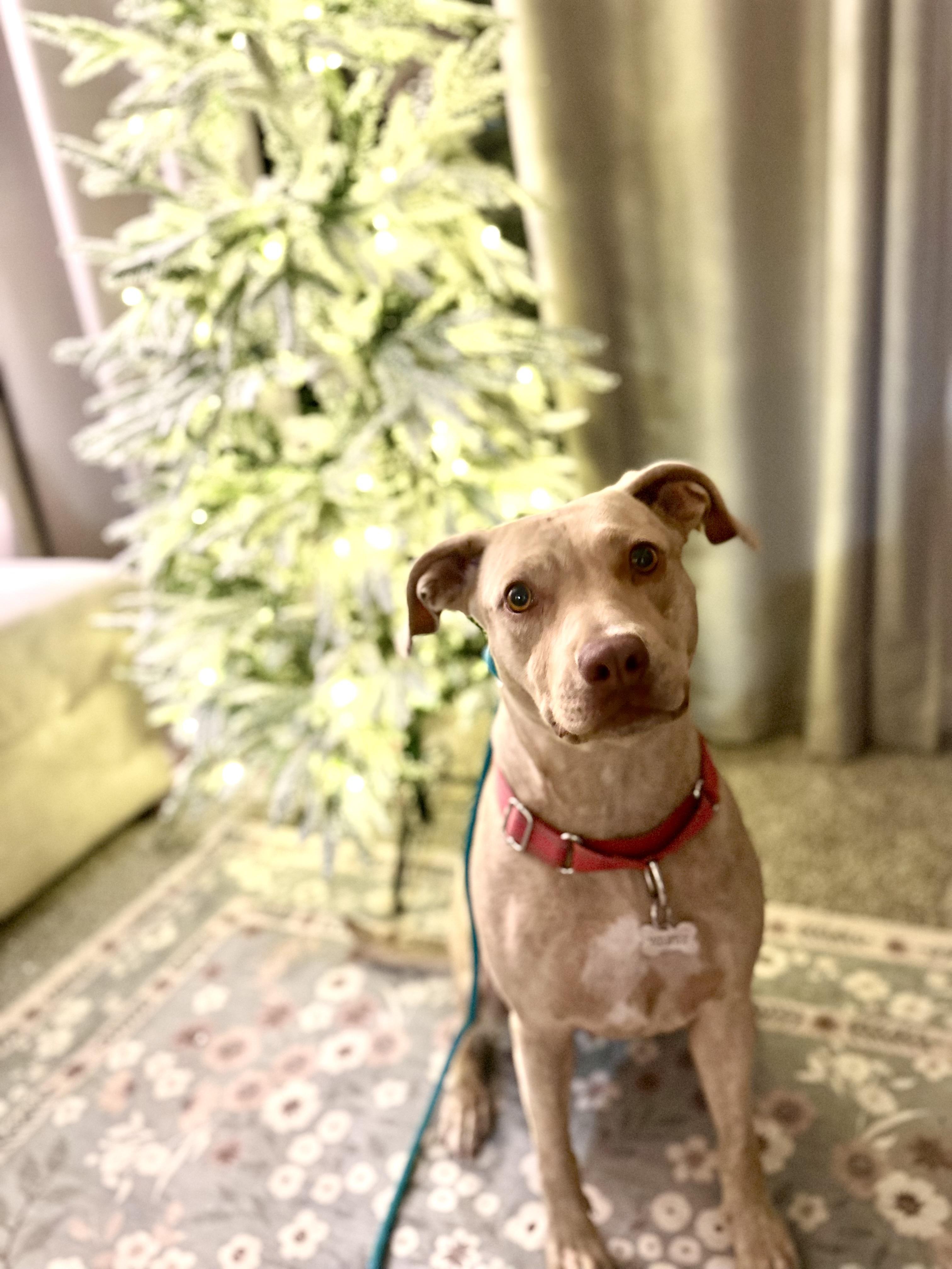 Jasmine, Adoptable, Young Female Pit Bull Terrier & Weimaraner.