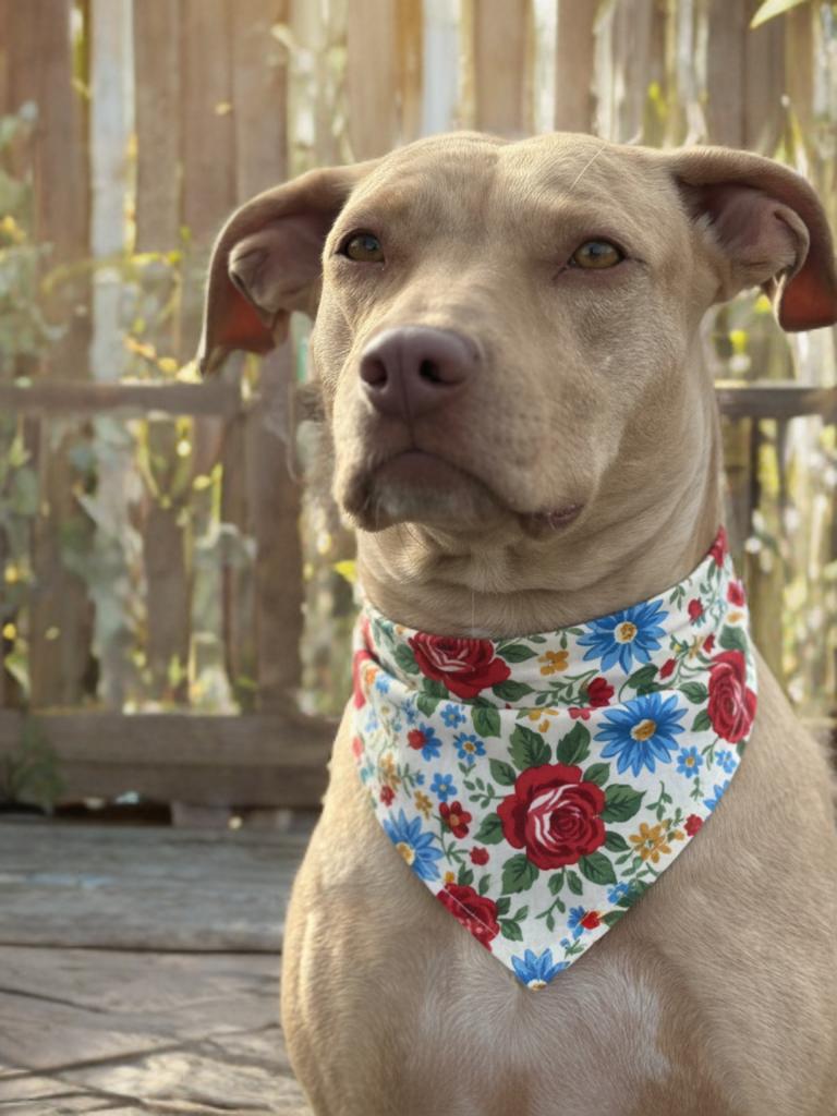 Enlarge Jasmine, a Adoptable mixed breed in Twin Falls, ID image 2/5