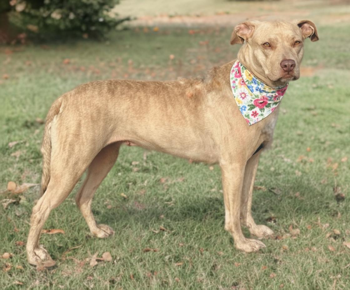 Enlarge Jasmine, a Adoptable mixed breed in Twin Falls, ID image 3/5