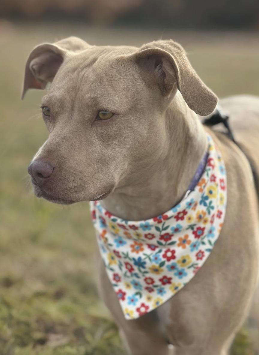 Enlarge Jasmine, a Adoptable mixed breed in Twin Falls, ID image 4/5