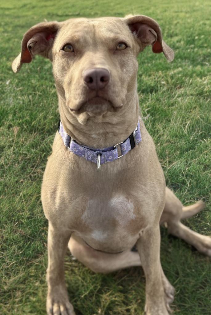 Enlarge Jasmine, a Adoptable mixed breed in Twin Falls, ID image 5/5