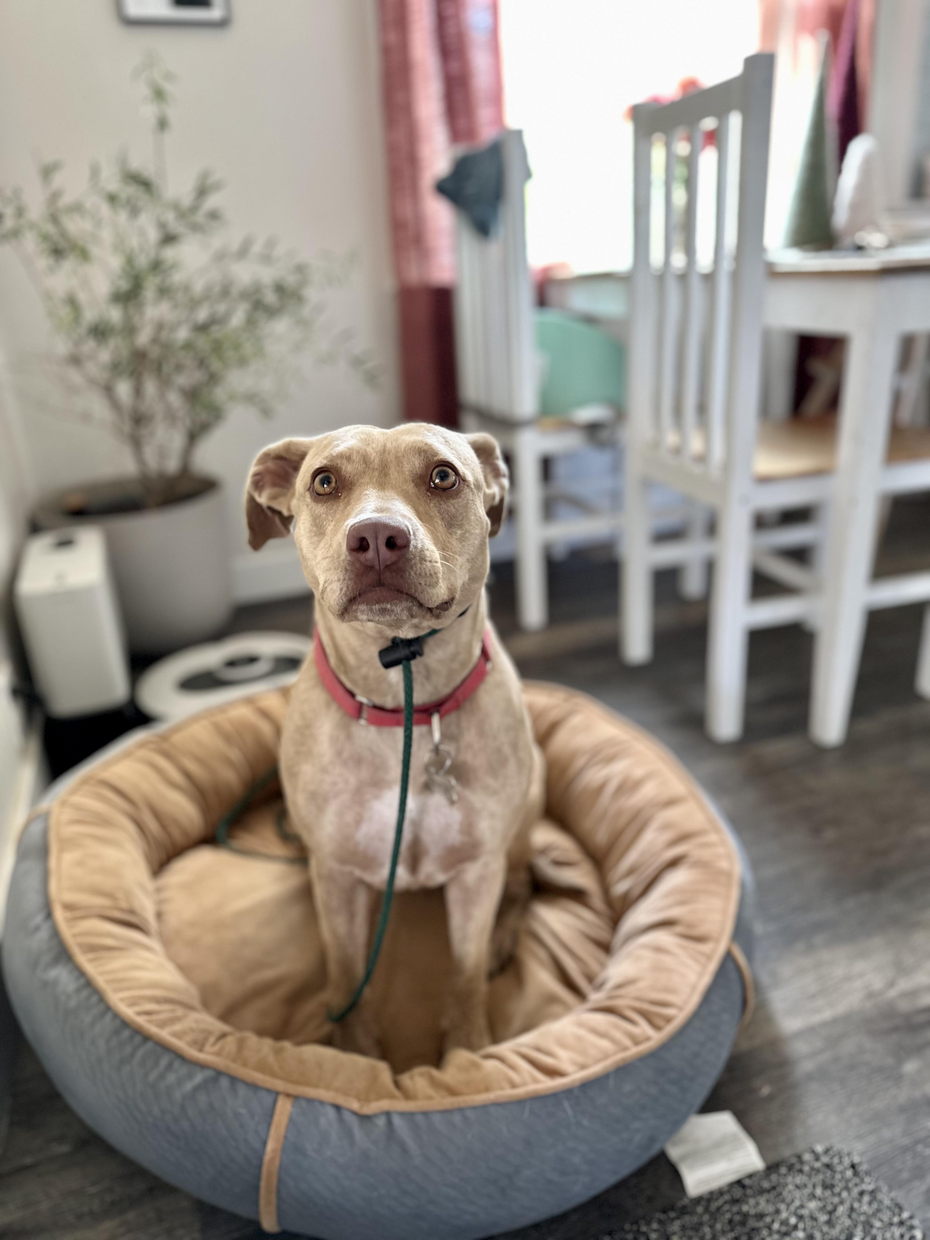 Enlarge Jasmine, a Adoptable mixed breed in Twin Falls, ID image 6/6