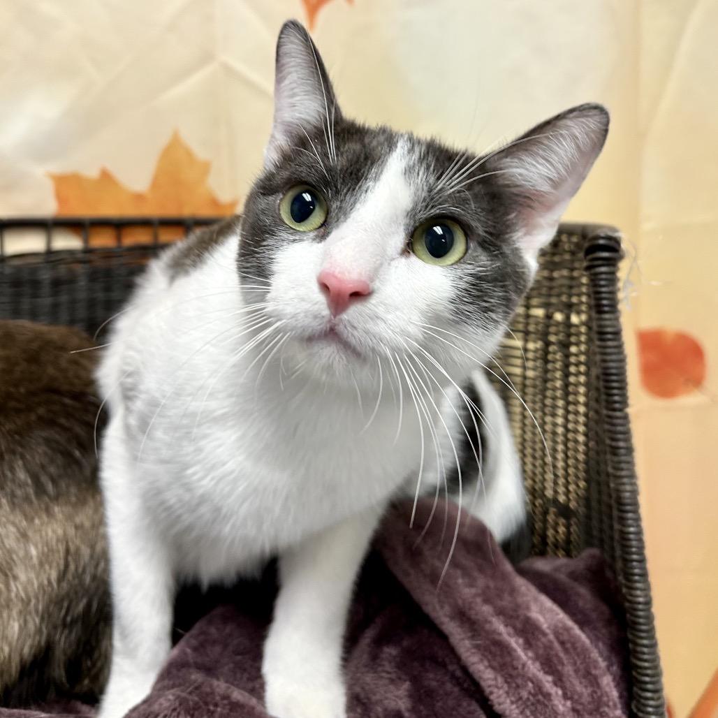 Peppermint Fizz, Adoptable, Young Male Domestic Short Hair.