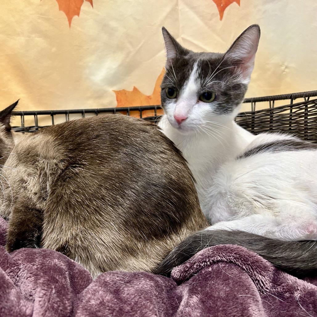 Enlarge Peppermint Fizz, a Adoptable Domestic Short Hair in Henderson, NV image 2/3