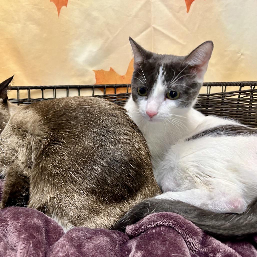 Enlarge Peppermint Fizz, a Adoptable Domestic Short Hair in Henderson, NV image 3/3