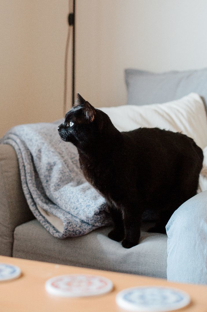 Poppy, Adopted, Adult Female Bombay.