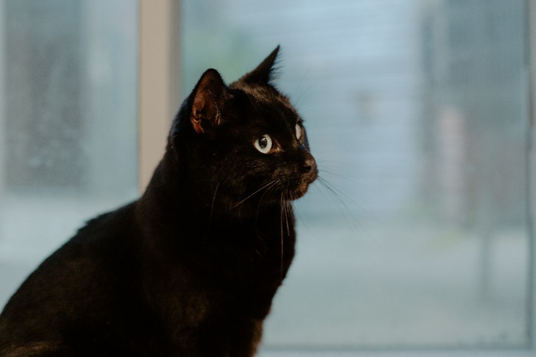 Enlarge Poppy, a Adopted Bombay in Montreal, QC image 2/6