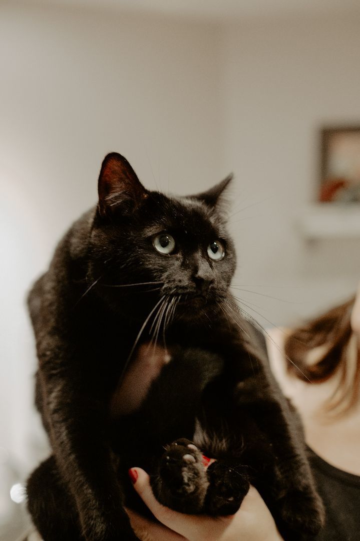 Enlarge Poppy, a Adopted Bombay in Montreal, QC image 3/6