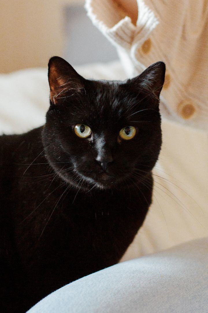 Enlarge Poppy, a Adopted Bombay in Montreal, QC image 4/6