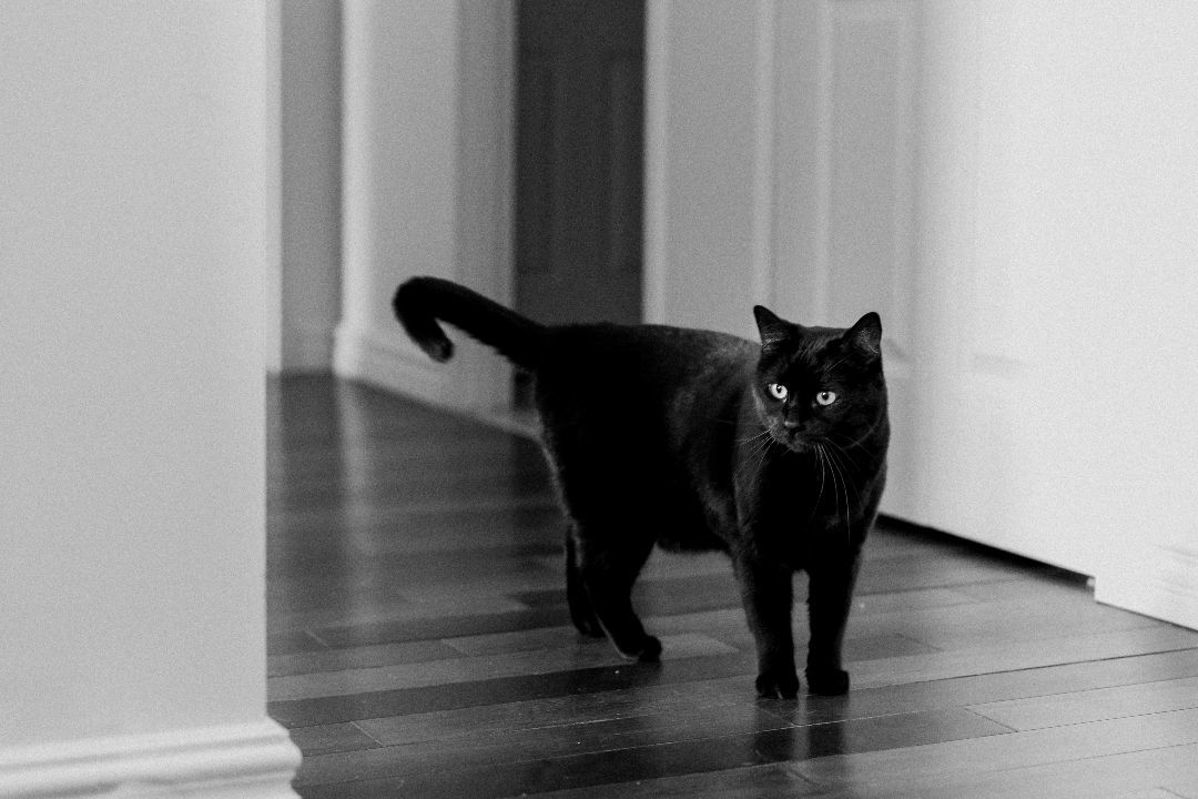 Enlarge Poppy, a Adopted Bombay in Montreal, QC image 5/6