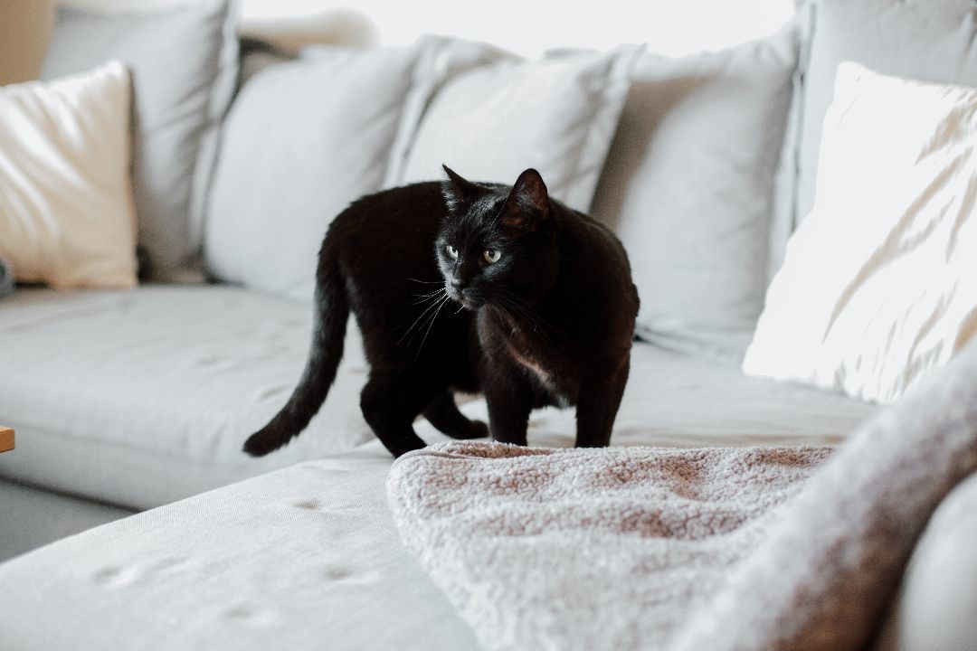 Enlarge Poppy, a Adopted Bombay in Montreal, QC image 6/6