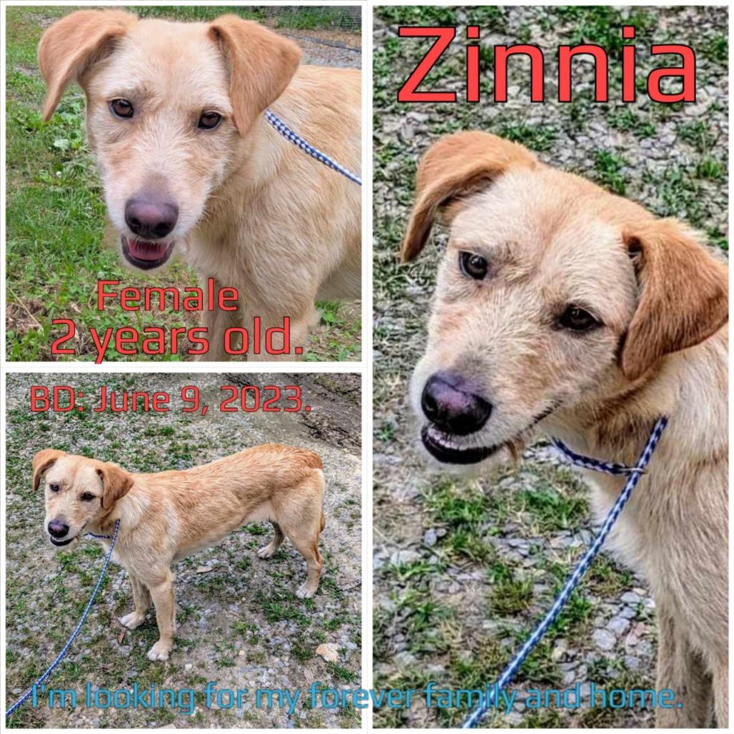 Zinnia — thumbnail 2