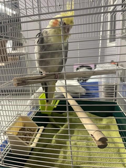 EMU, Adoptable, Adult Male Cockatiel.