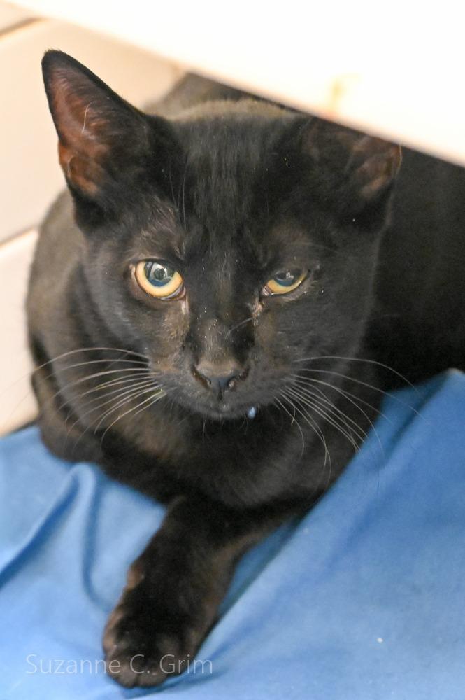 Midnite, Adoptable, Kitten Female Domestic Short Hair.