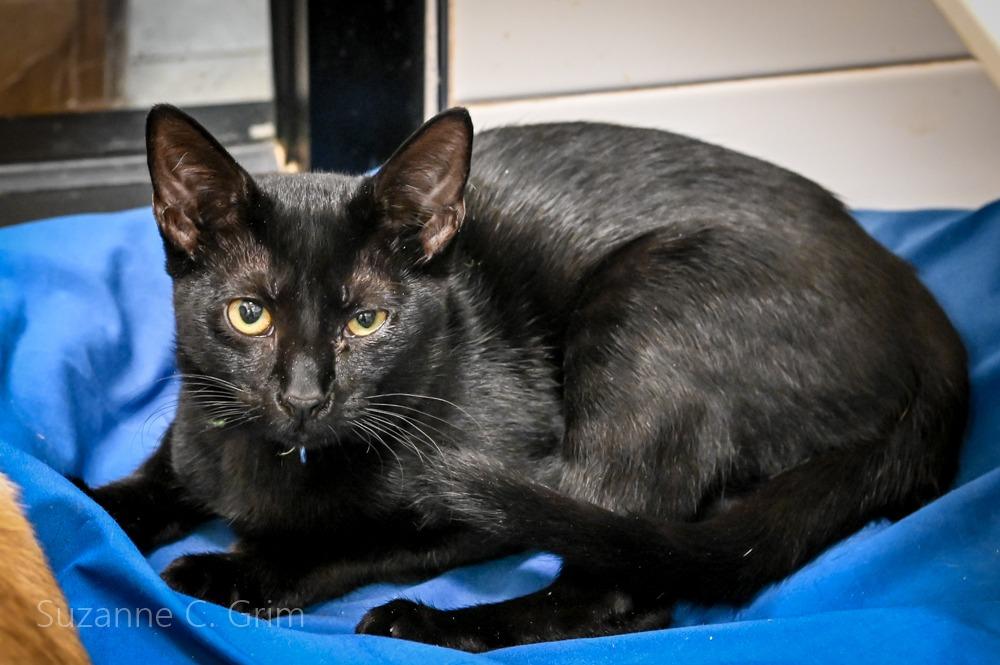 Midnite, a Adoptable mixed breed in New Orleans, LA image 2/3