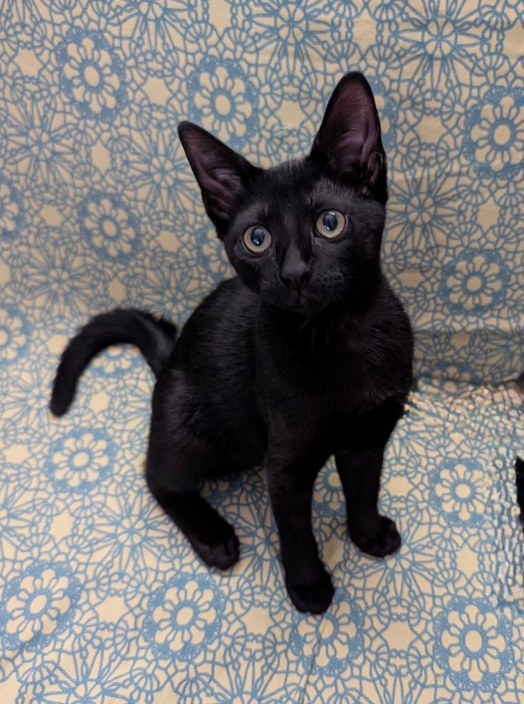 Midnite, a Adoptable mixed breed in New Orleans, LA image 1/5