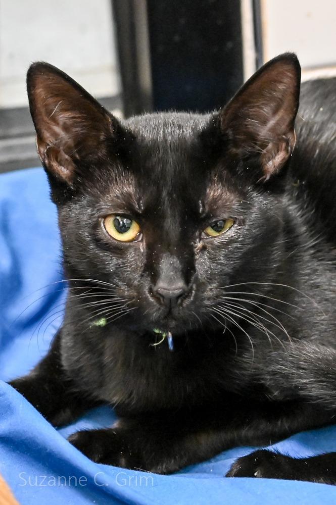 Midnite, a Adoptable mixed breed in New Orleans, LA image 3/3