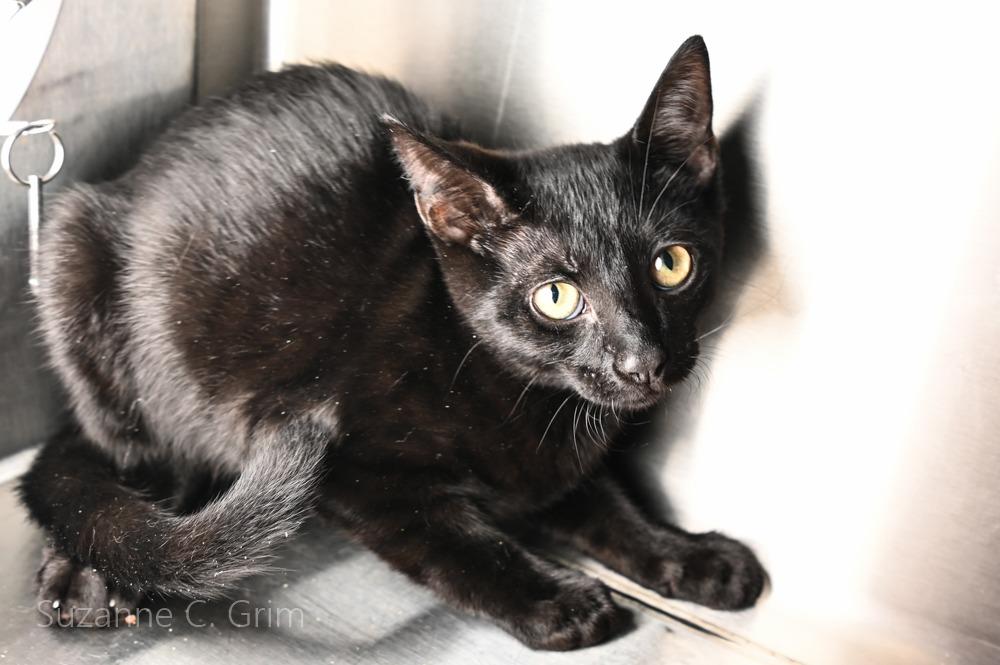 Midnite, a Adoptable mixed breed in New Orleans, LA image 2/3