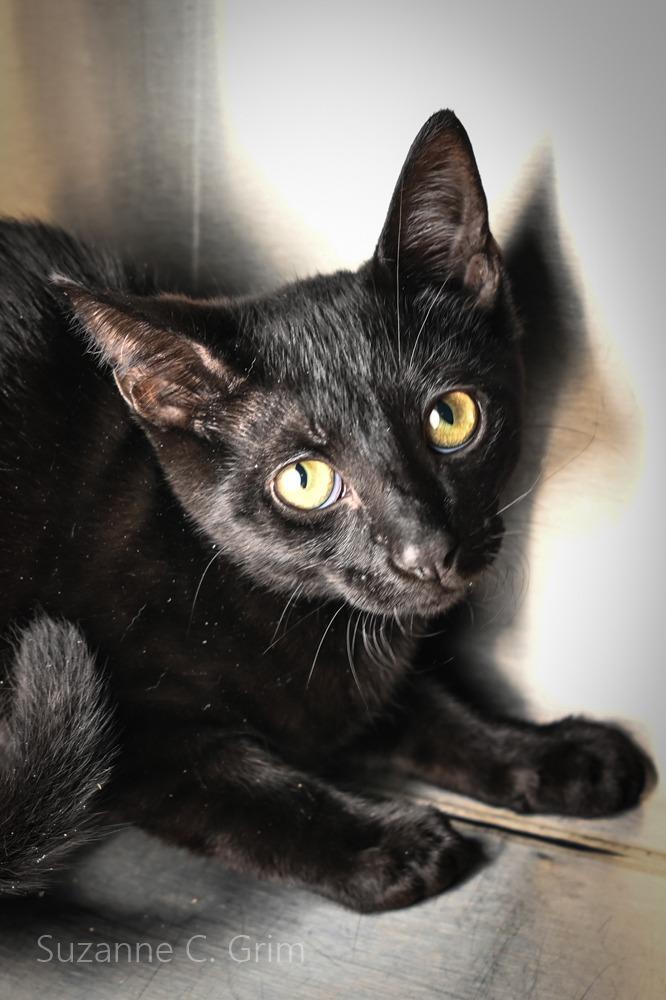 Midnite, a Adoptable mixed breed in New Orleans, LA image 3/3