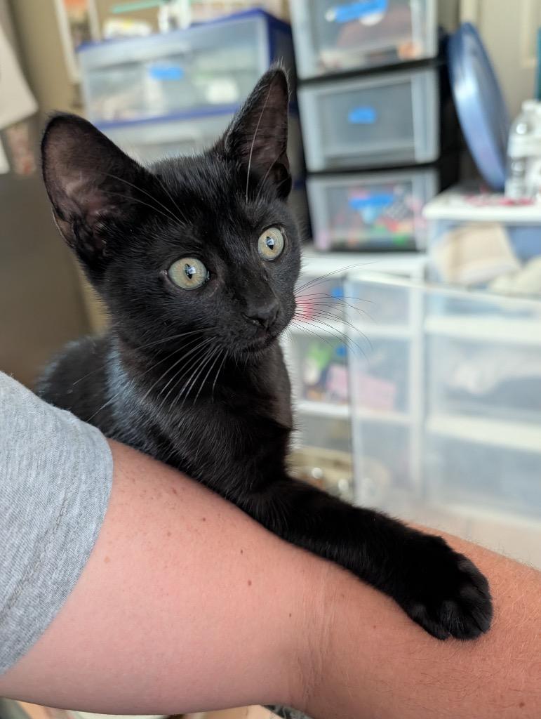 Midnite, a Adoptable mixed breed in New Orleans, LA image 5/5