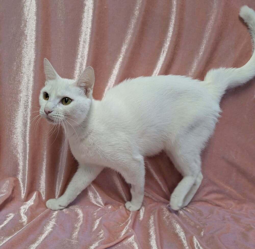 Enlarge Rosalind, a Adoptable Domestic Short Hair in Raleigh, NC image 1/3