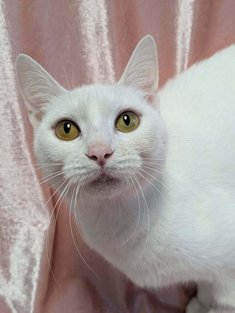 Enlarge Rosalind, a Adoptable Domestic Short Hair in Raleigh, NC image 2/3