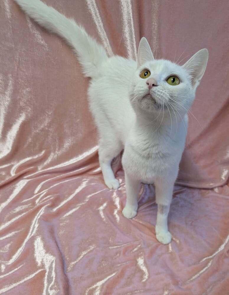 Enlarge Rosalind, a Adoptable Domestic Short Hair in Raleigh, NC image 3/3