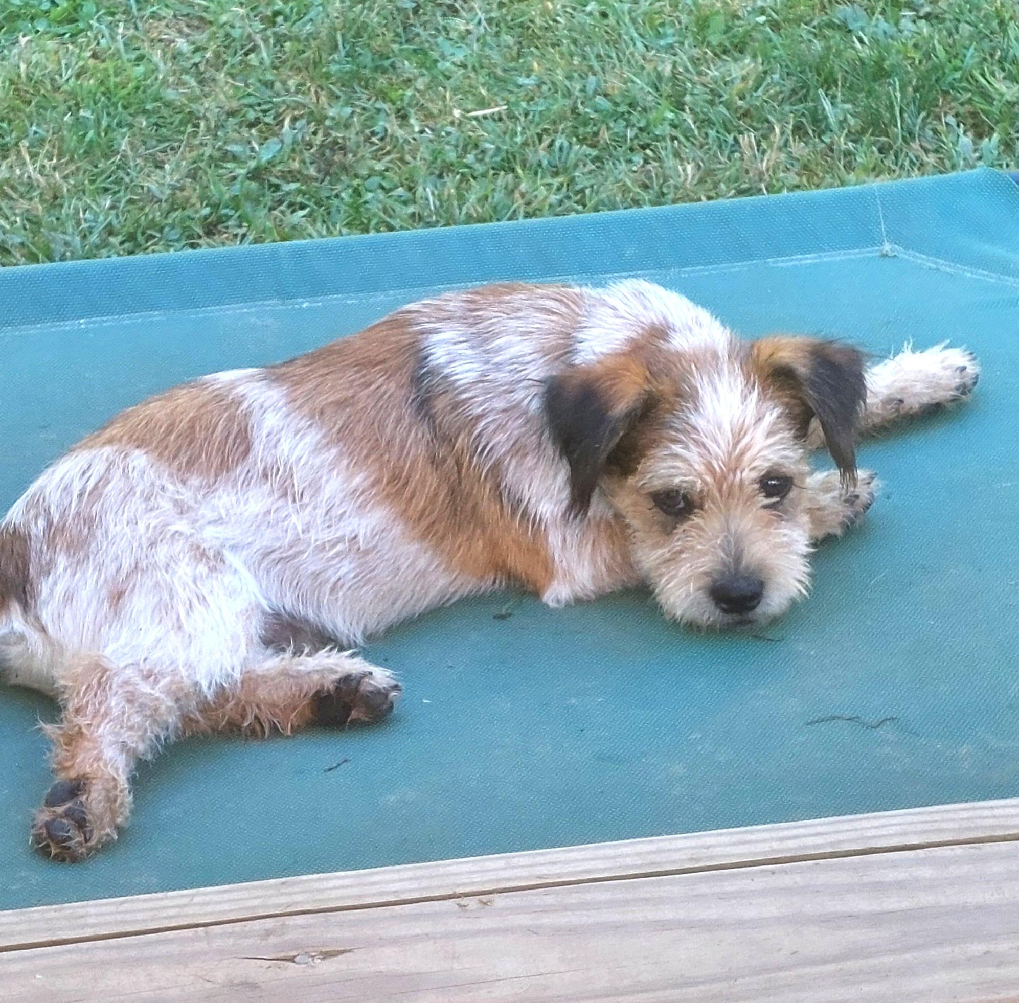 Benji