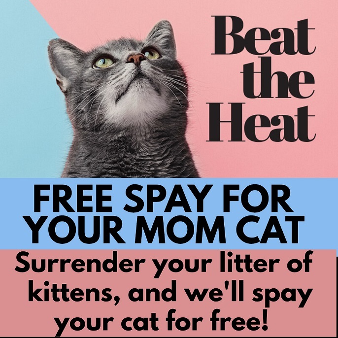 Free Spay for Mom Cats!, a Adoptable Domestic Short Hair in Hamilton, ON image 1/2