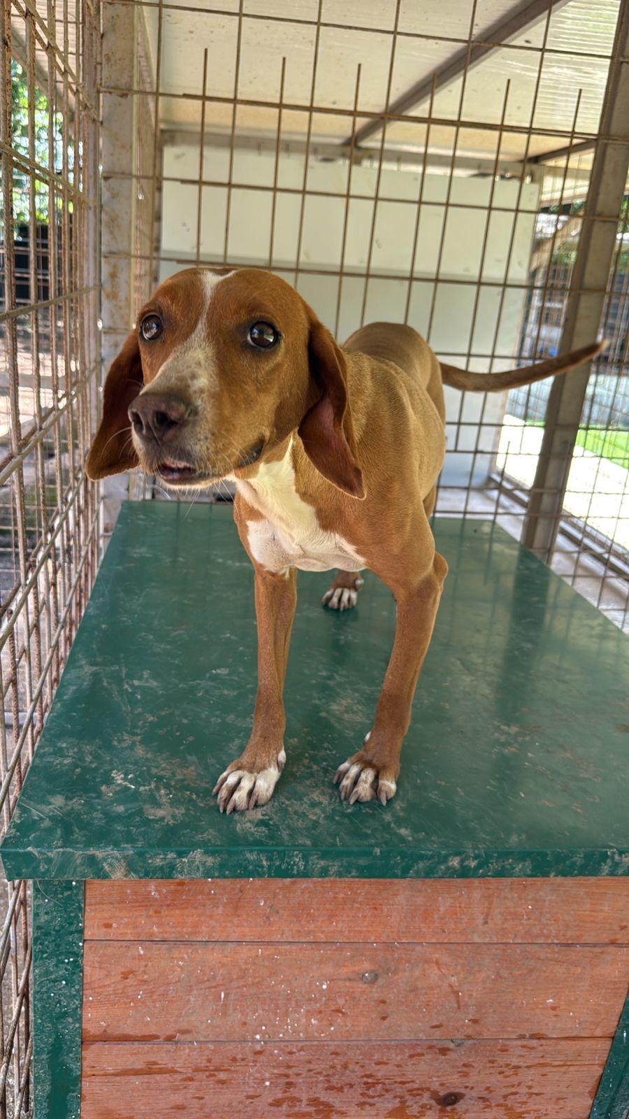 Enlarge Lolita, a Adoptable mixed breed in Essex, CT image 2/4