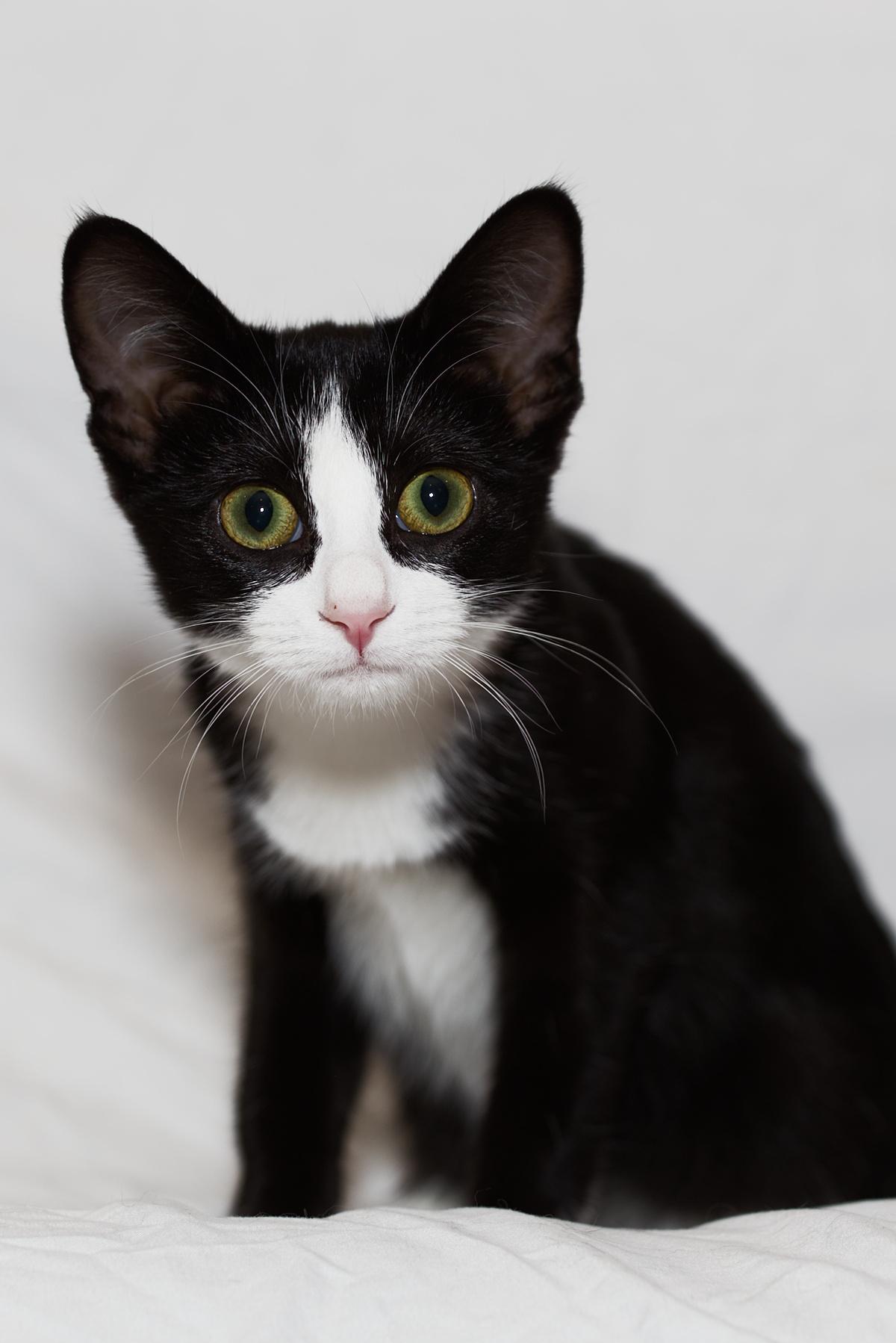 Marianne, Adoptable, Young Female Domestic Short Hair.