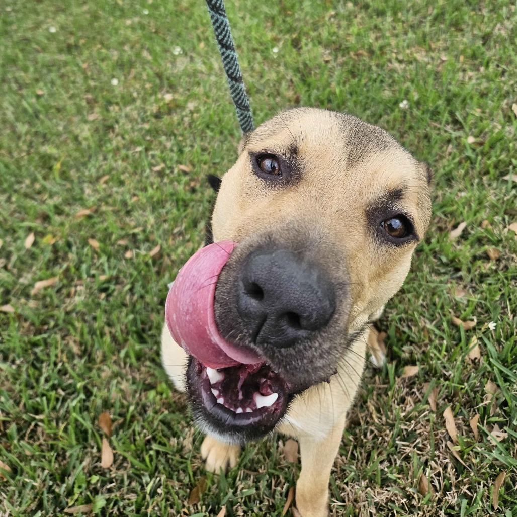 Enlarge Ford, a Adoptable mixed breed in Beaumont, TX image 1/5