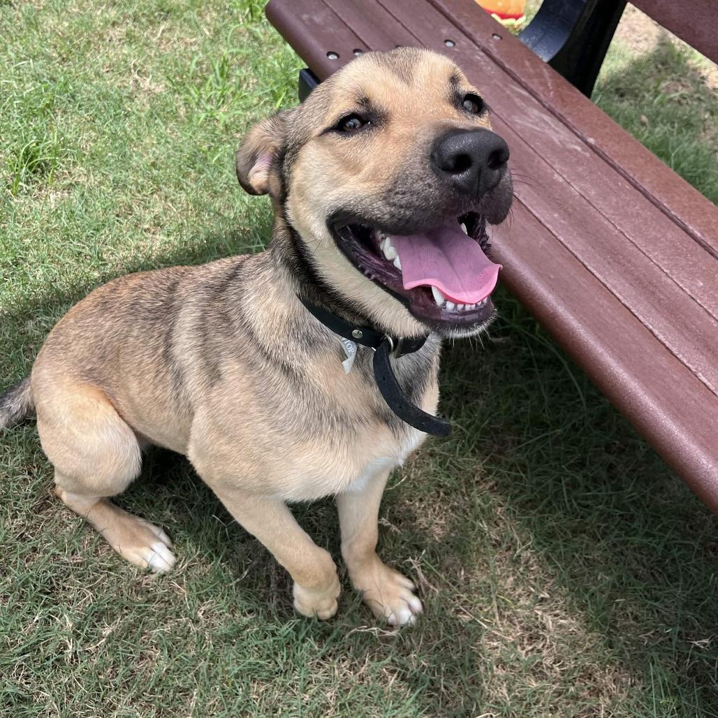 Enlarge Ford, a Adoptable mixed breed in Beaumont, TX image 2/6
