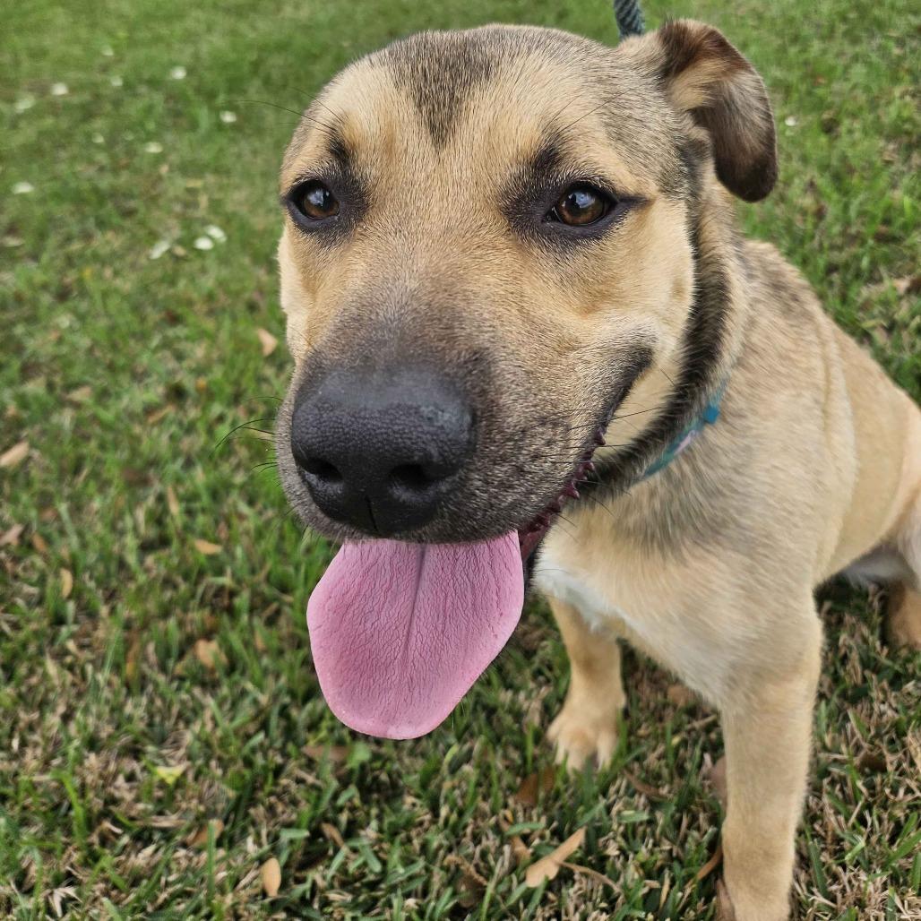 Enlarge Ford, a Adoptable mixed breed in Beaumont, TX image 2/5