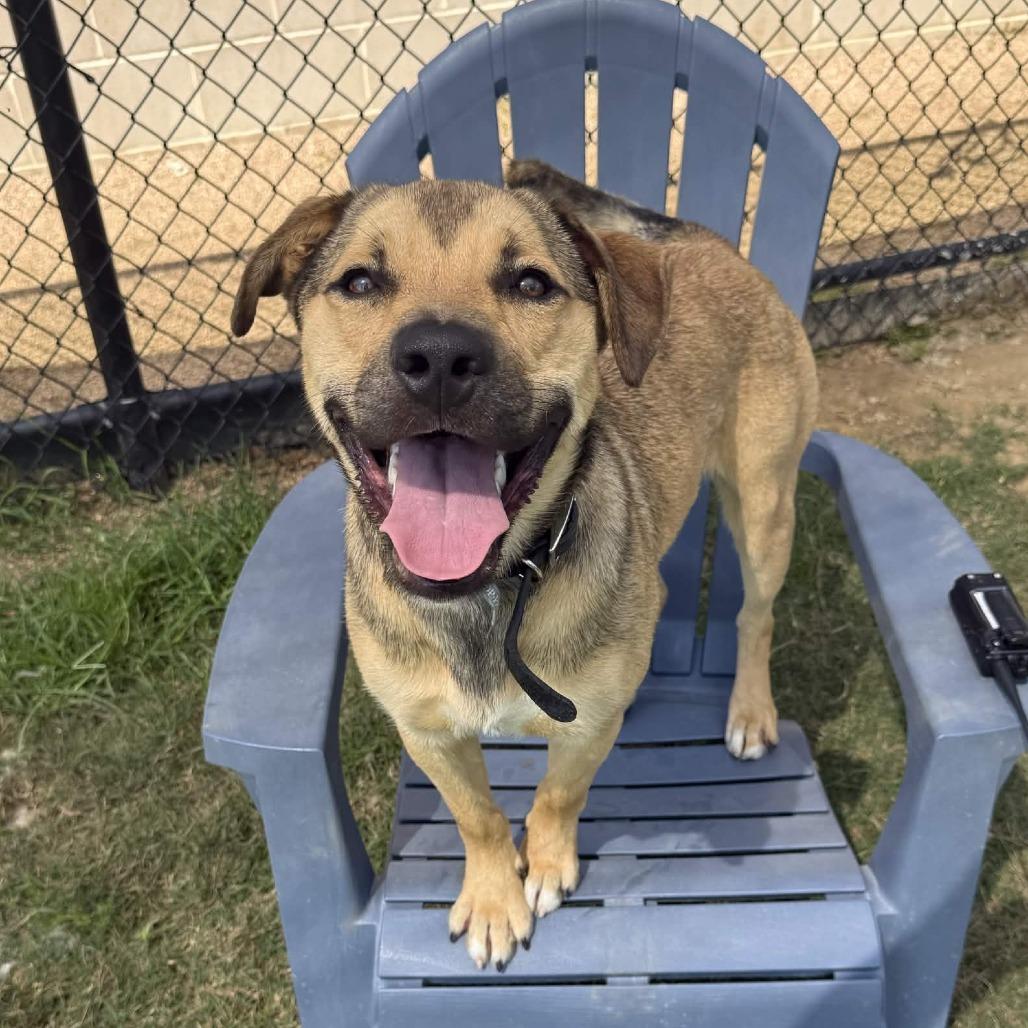 Ford, a Adoptable mixed breed in Beaumont, TX image 3/6