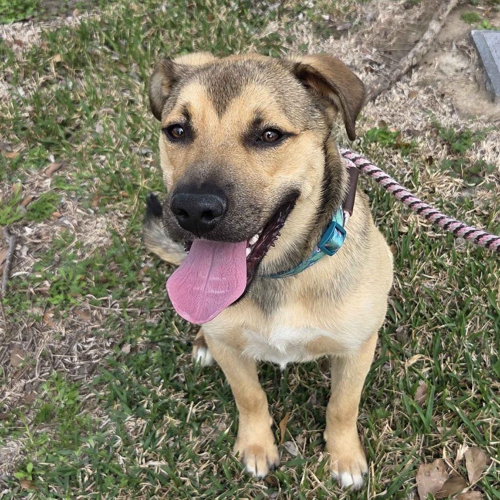 Enlarge Ford, a Adoptable mixed breed in Beaumont, TX image 3/5